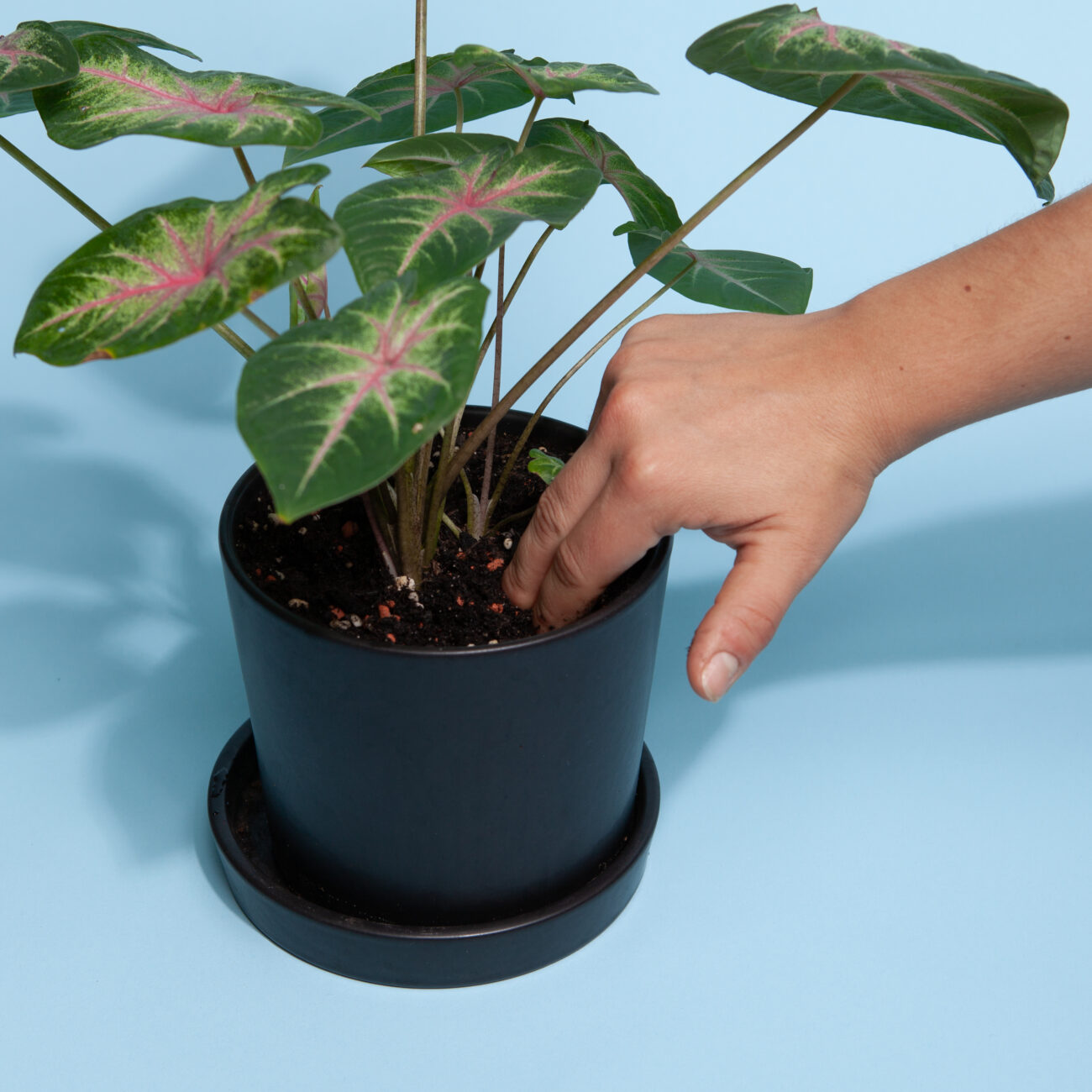 gruenpflanzen-bewaesserung-substrat-pruefen