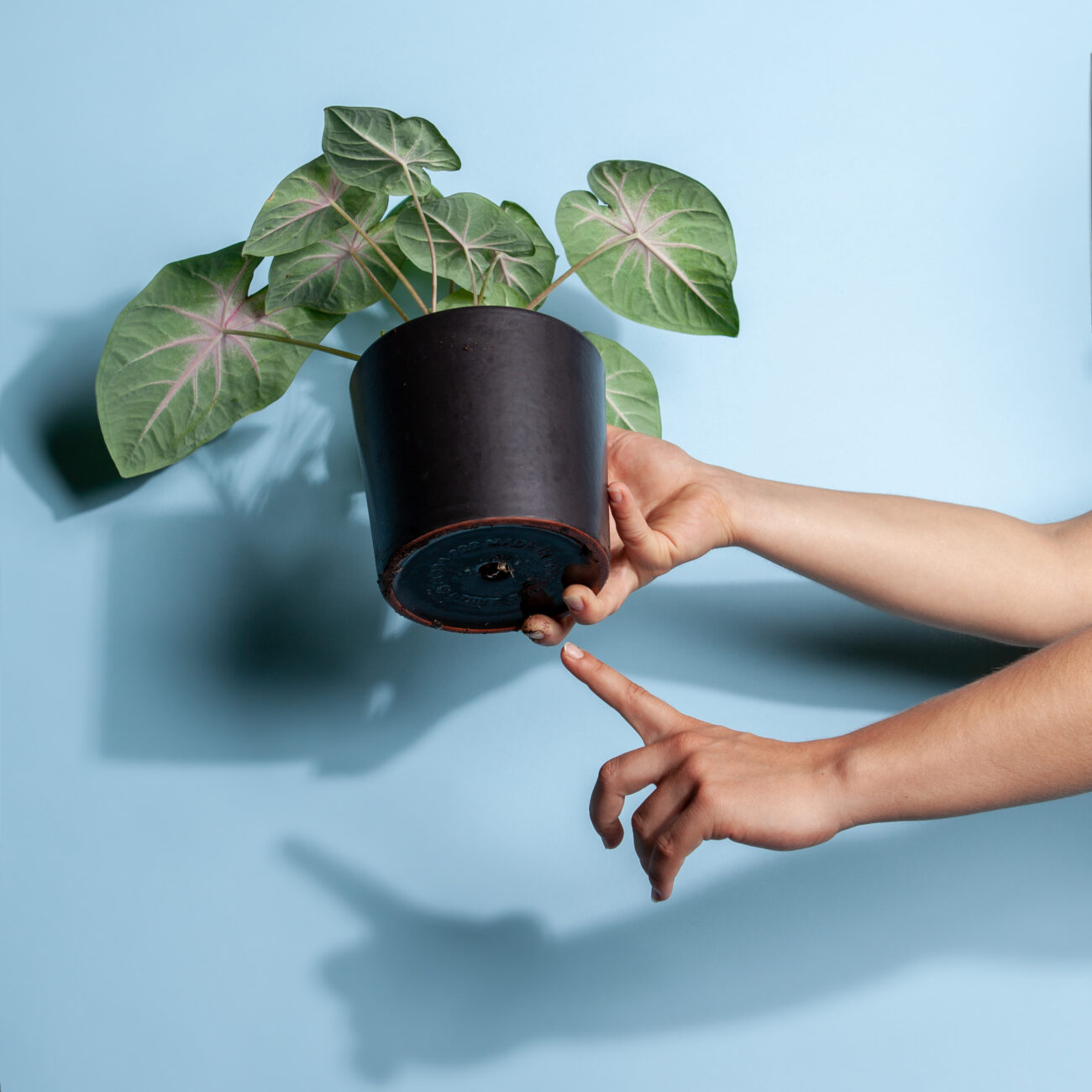 gruenpflanzen-bewaesserung-drainageloch