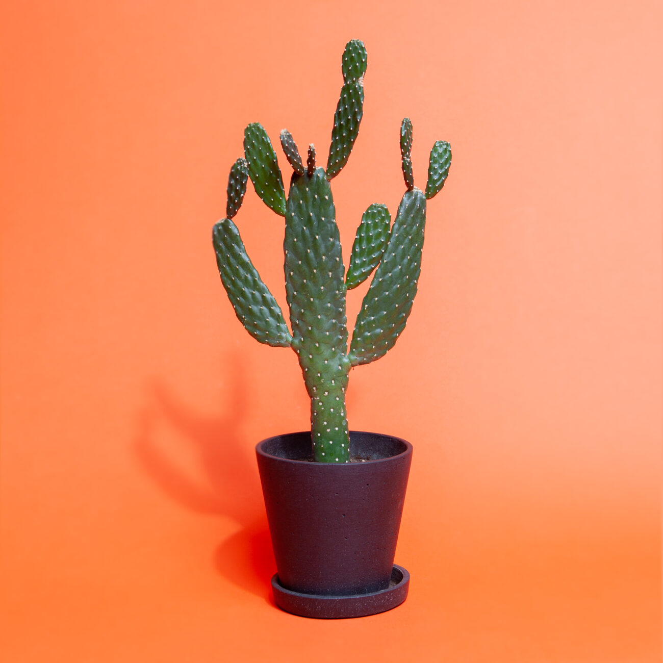 pflanzen-beduerfnisse-ruhe