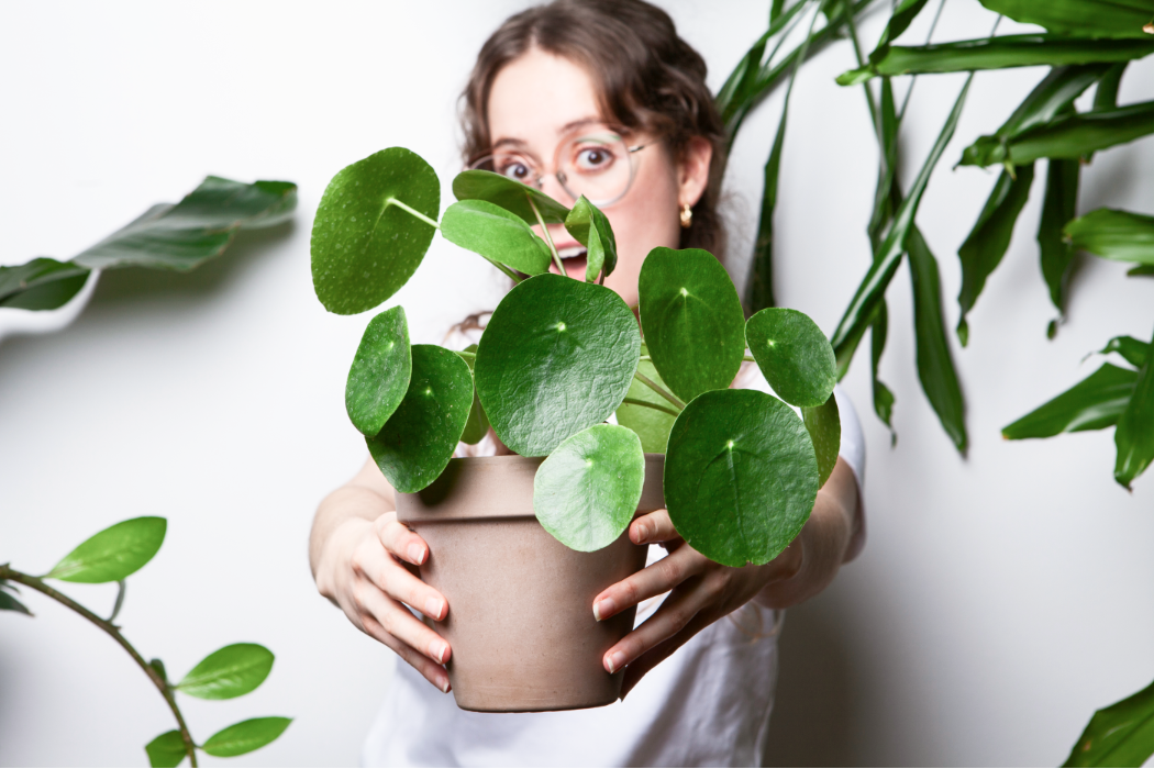 Pilea peperomioides