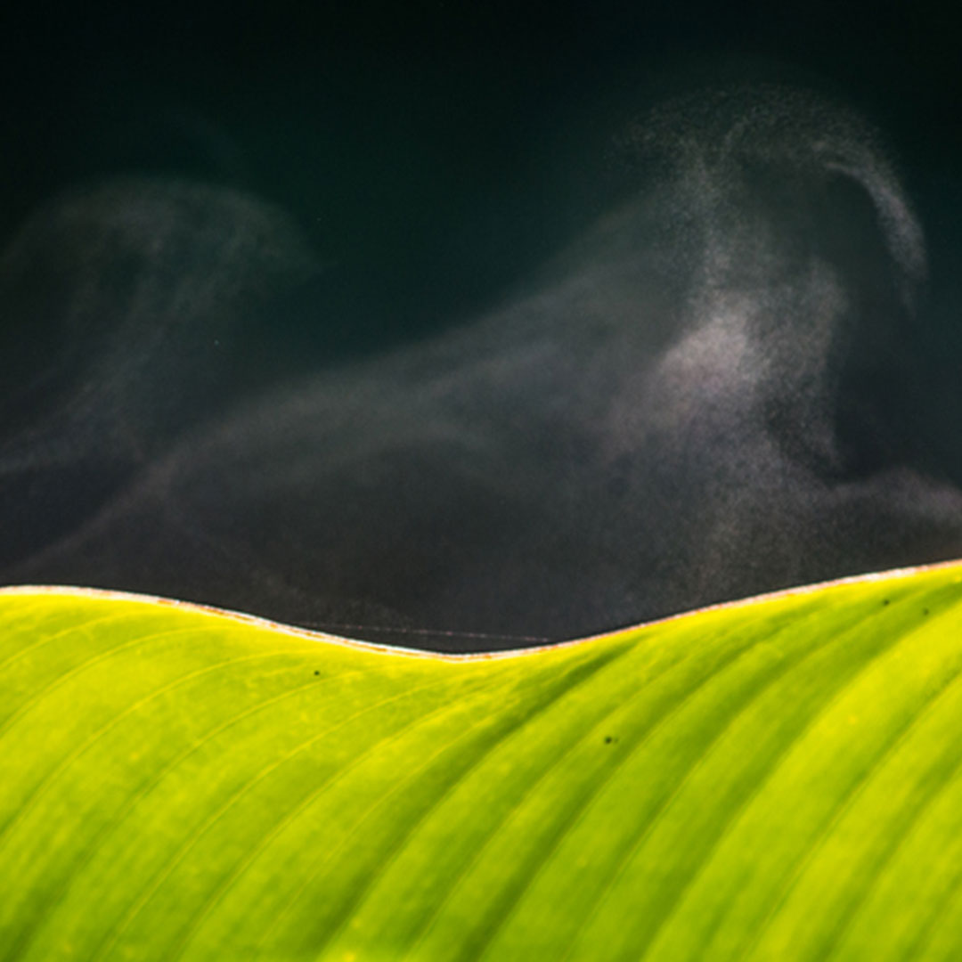 Pflanzenpflege_Temperatur_Evaporation