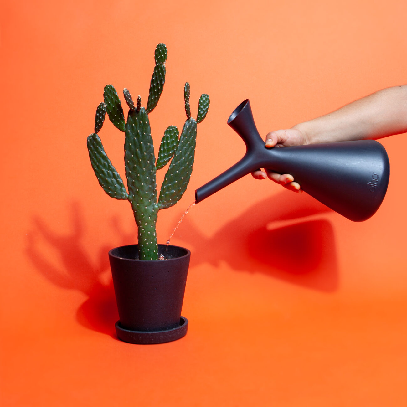 zimmerpflanzen-regelmaessig-giessen