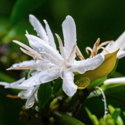 nahaufnahme-kaffee-bluete