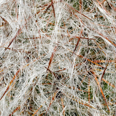 nahaufnahme-kaktus-haare