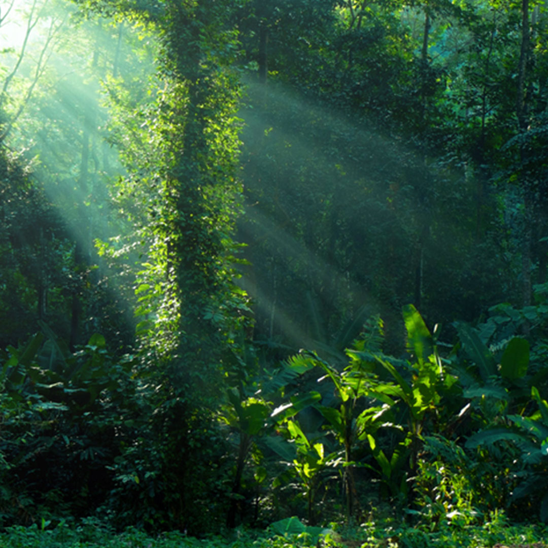 licheinfall-tropischer-wald