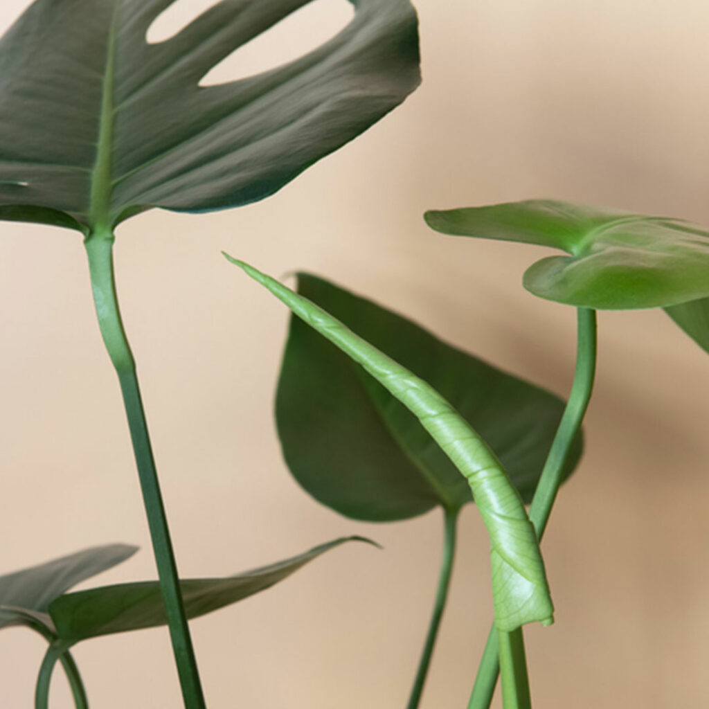 monstera-wachstumsphase