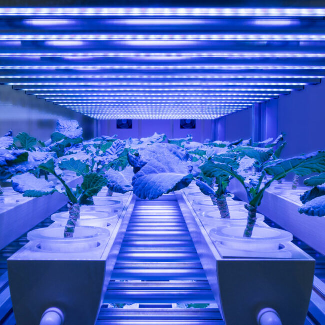 Pflanzen unter blauem Licht