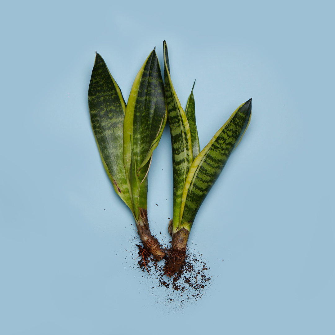 sansevieria-trifasciata-wurzeln
