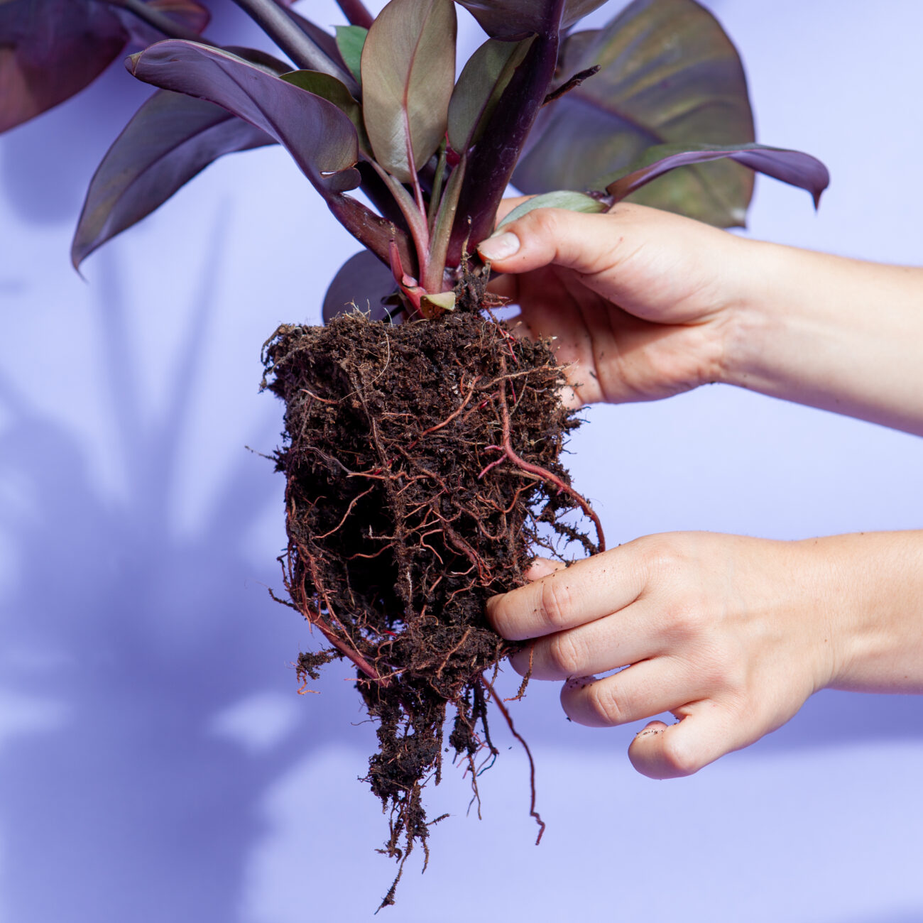 umtopfen-prüfen-wurzelfaeule