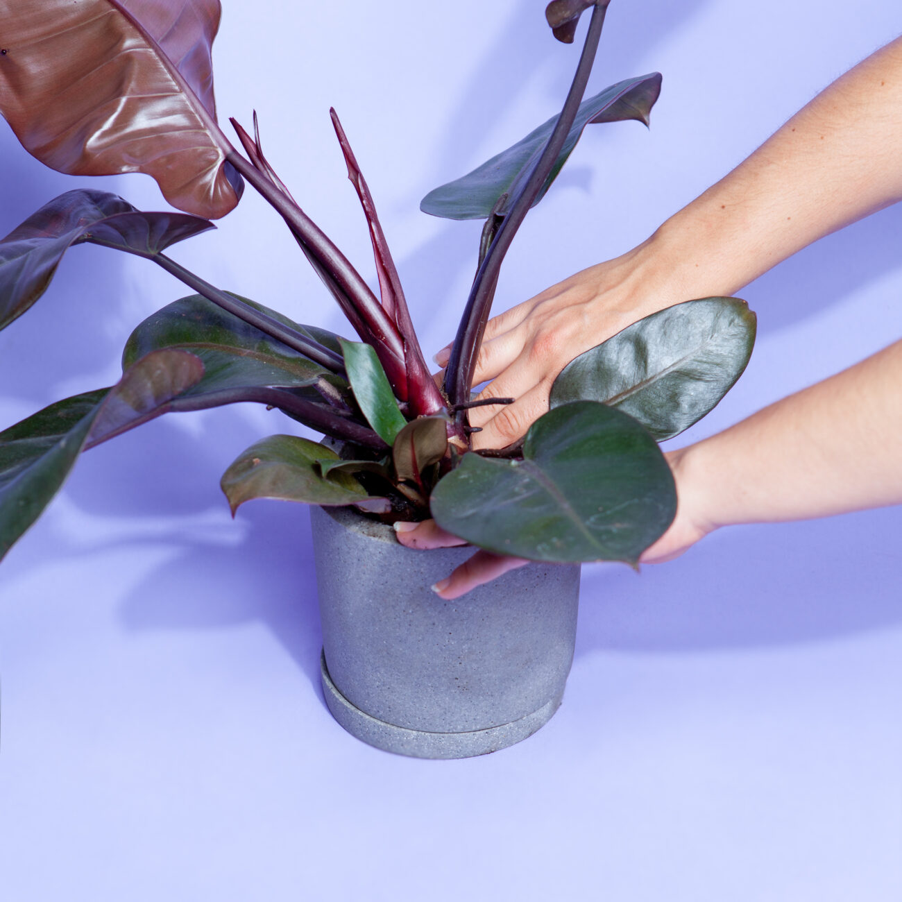 umtopfen-substrat-andruecken