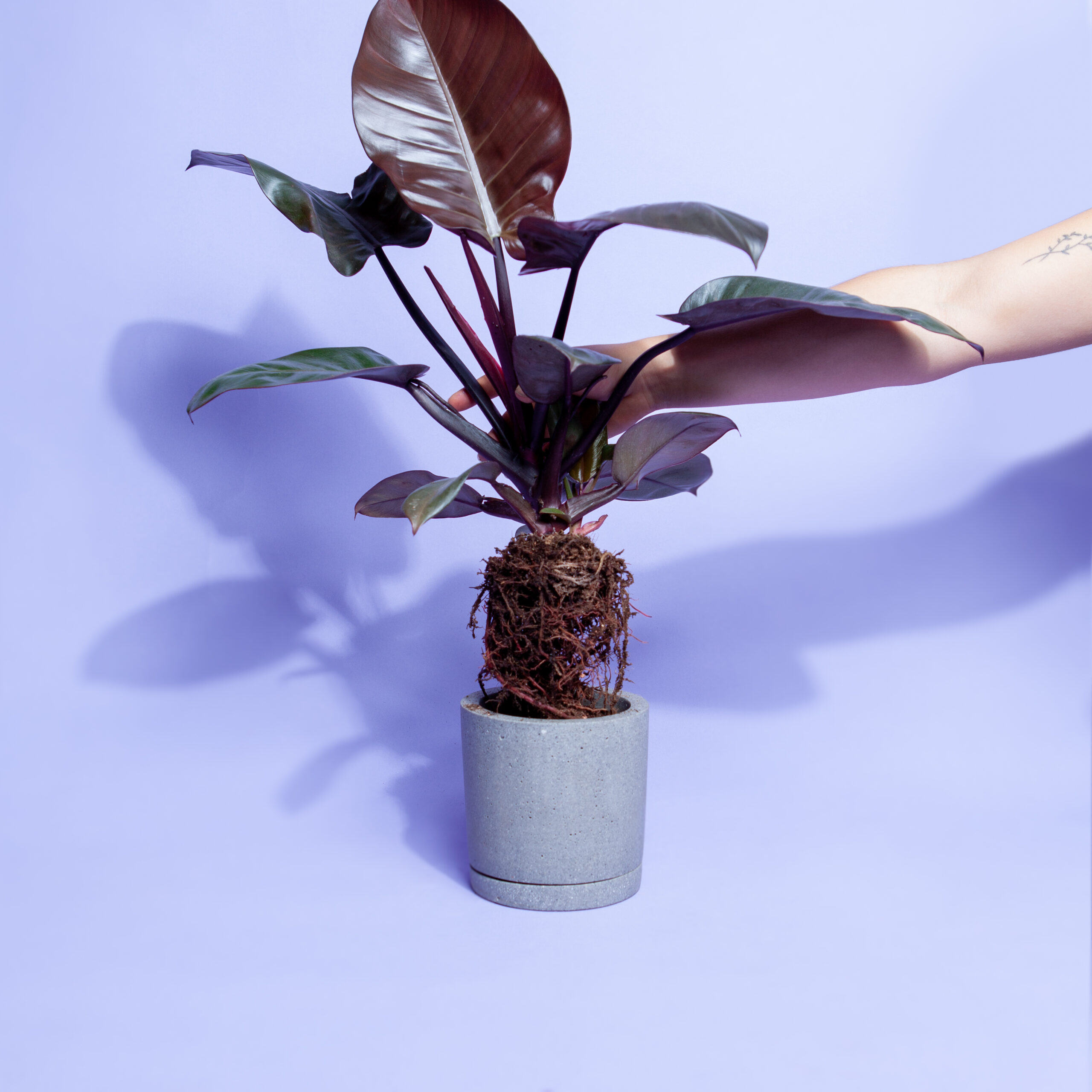 umtopfen-pflanze-aus-topf-lösen