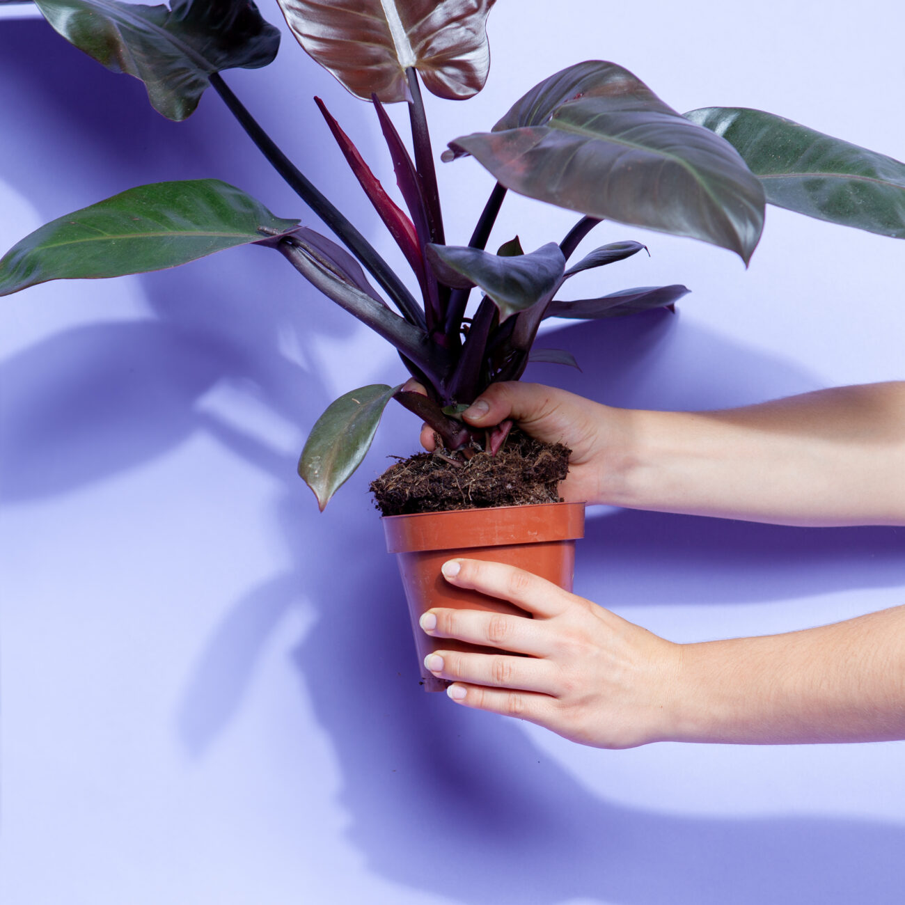 umtopfen-zimmerpflanze-neuer-topf