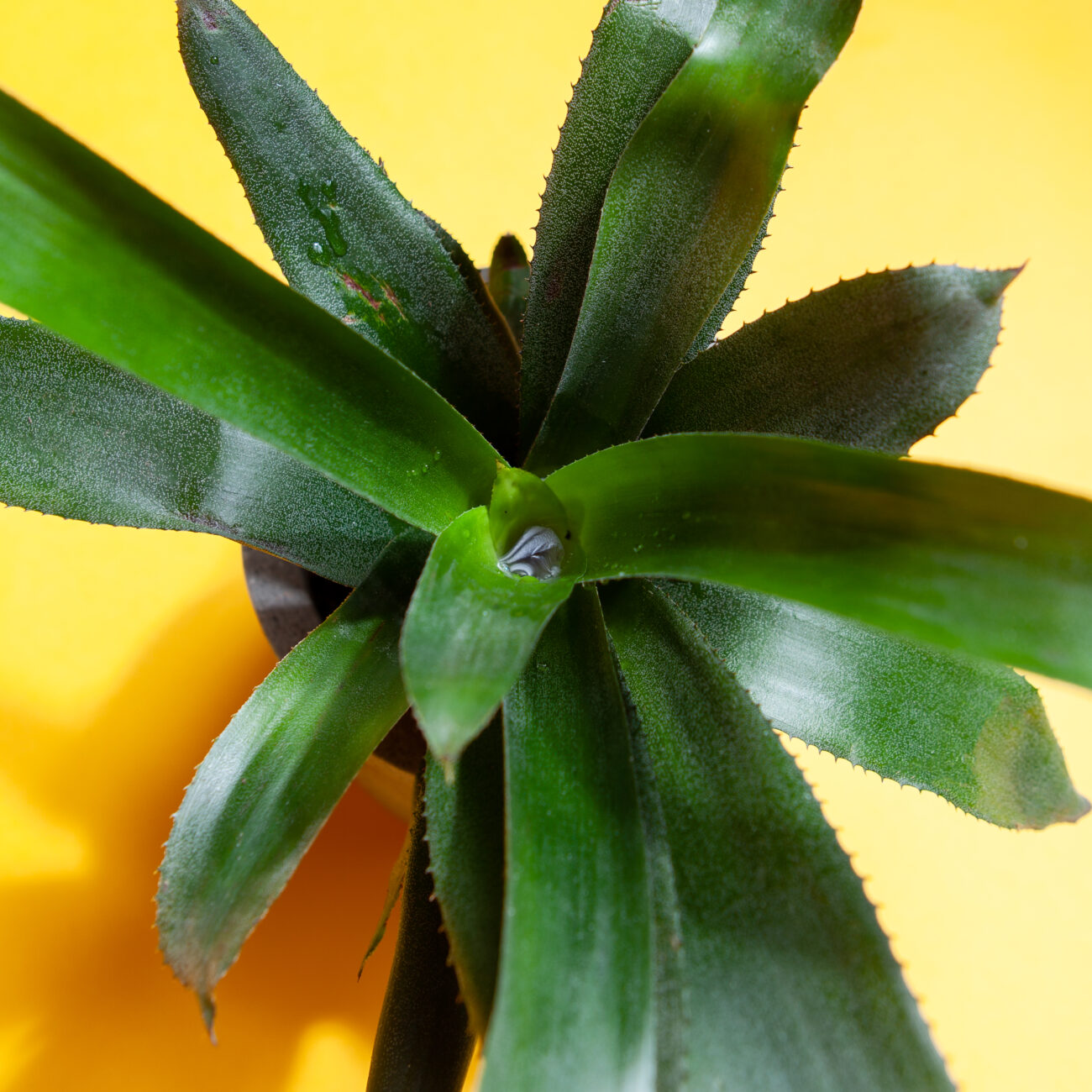 bromelien-wasser-absorbieren-trichter