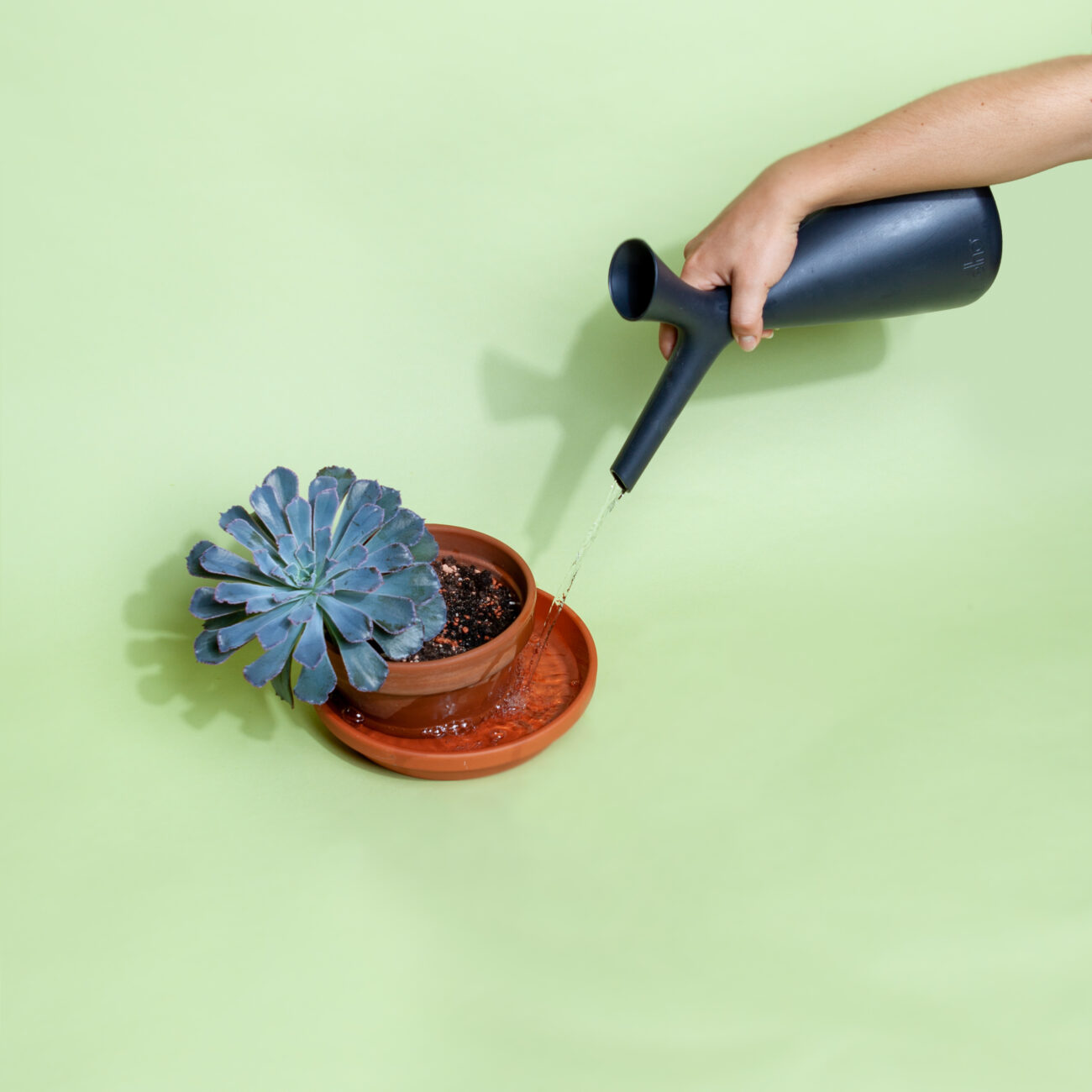 ueberwaesserung-sukkulente-von-unten-giessen