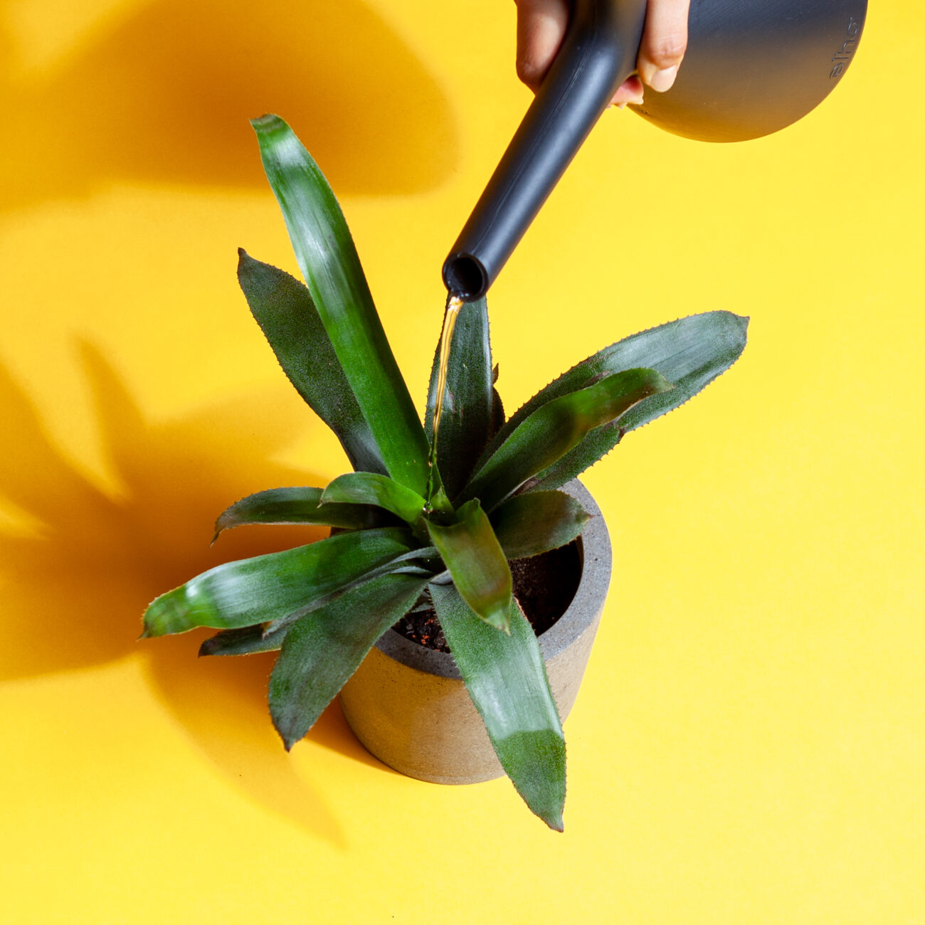 epiphyten-von-oben-giessen