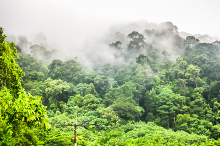 Rainforest_Humidity_Air