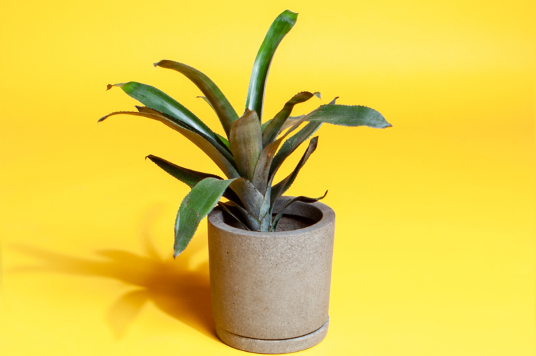 bromeliaceen-giessen-anleitung