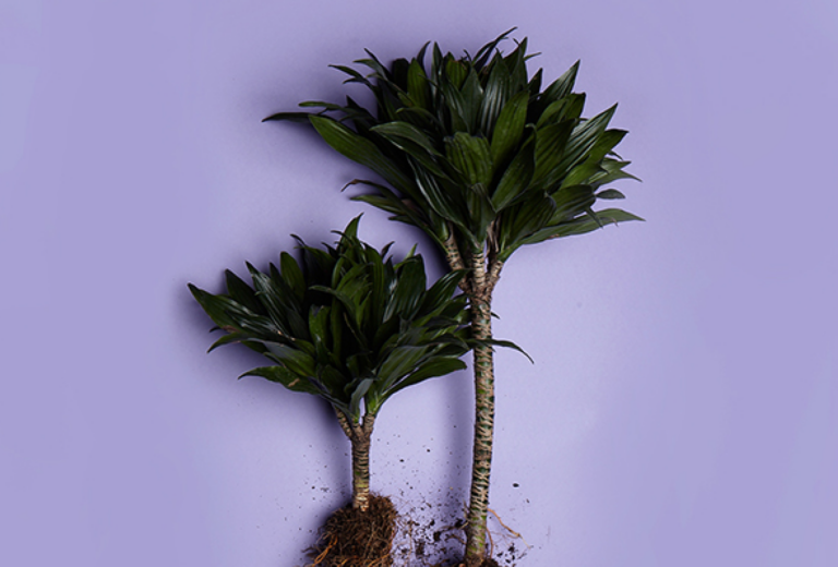 dracaena-fragrans​-drachenbaum