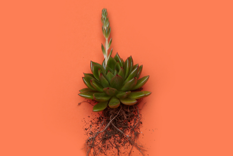 echevaria-agavoides-rosettenbluete-profil