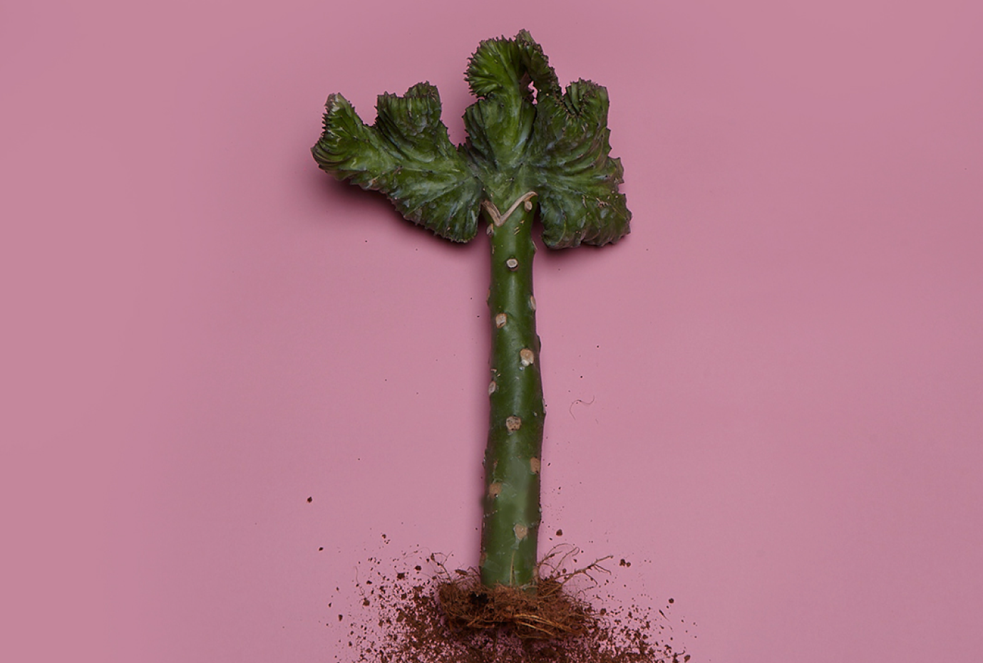 euphorbia-lactea-cristata-korallen-wolfsmilch