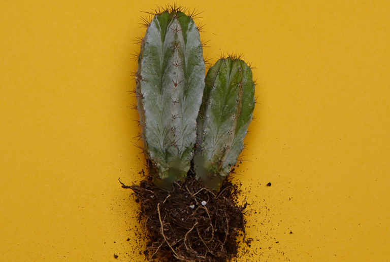 polaskia-chichipe-wurzeln