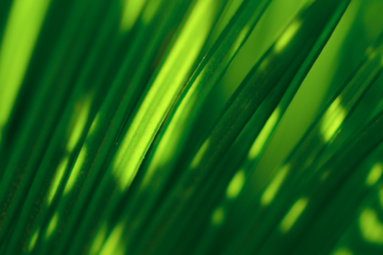 grashalme-im-licht-und-schatten