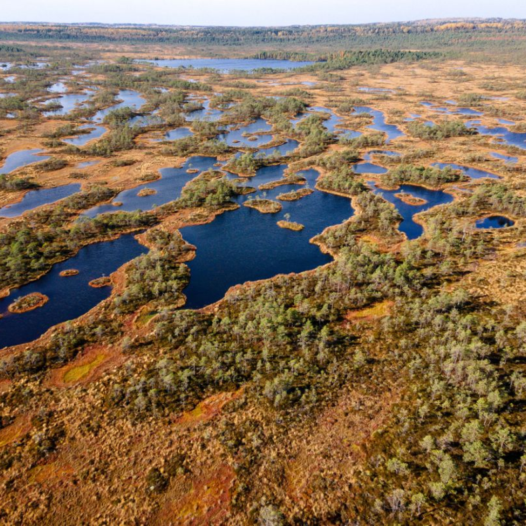 Moor_Naturschutzgebiet_Torf