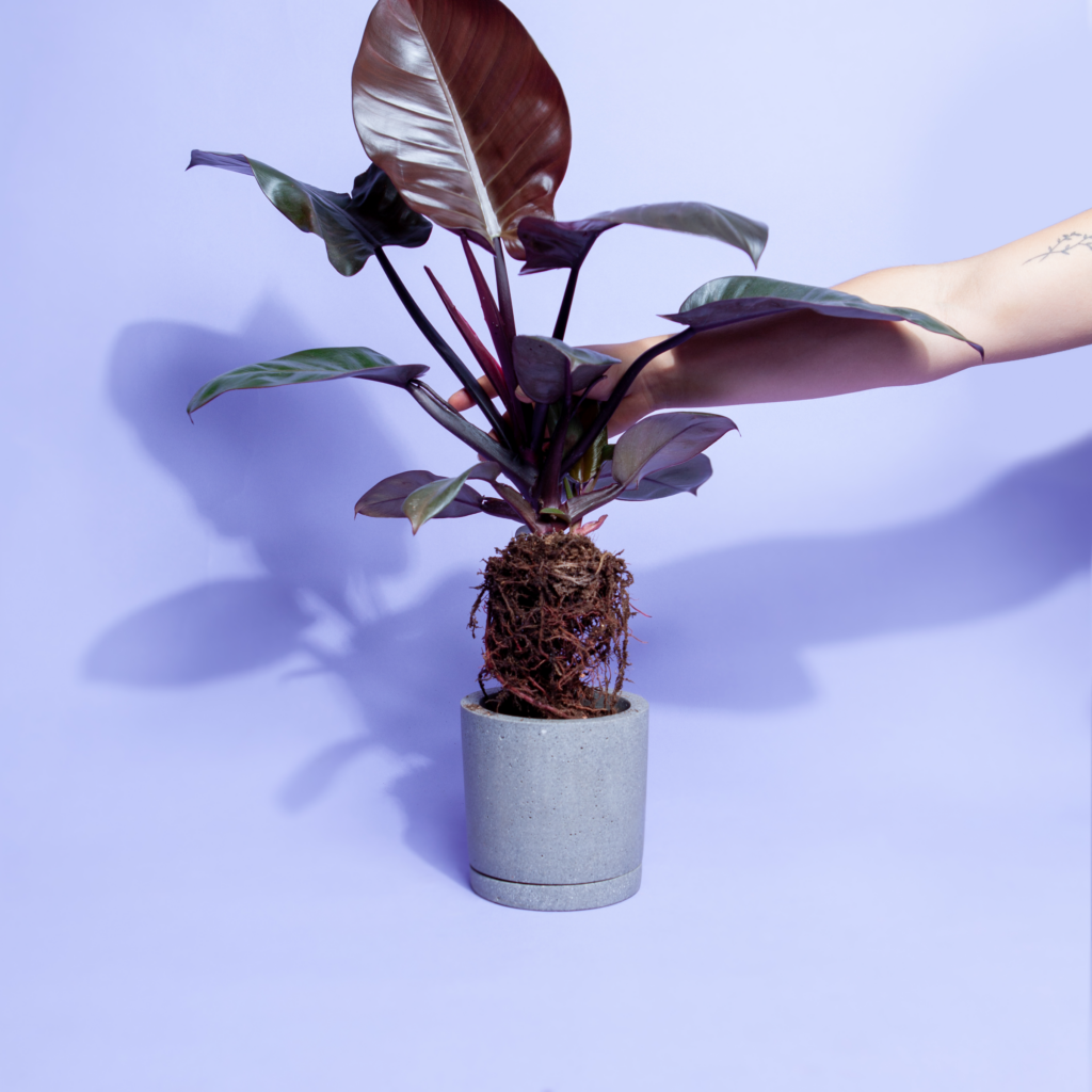 umtopfen-gruenpflanze