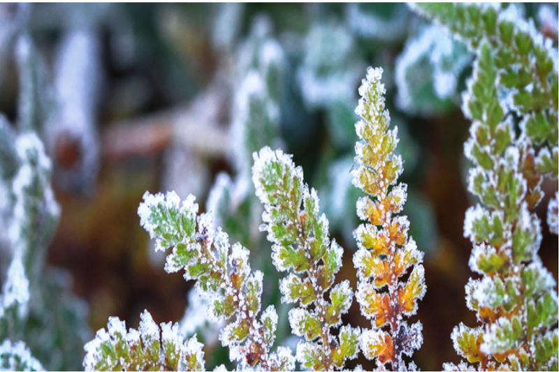 zimmerpflanzen-pflege-temperatur