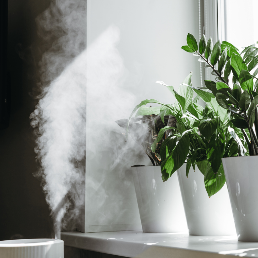 zimmerpflanzen-verdunstung-trockene-luft