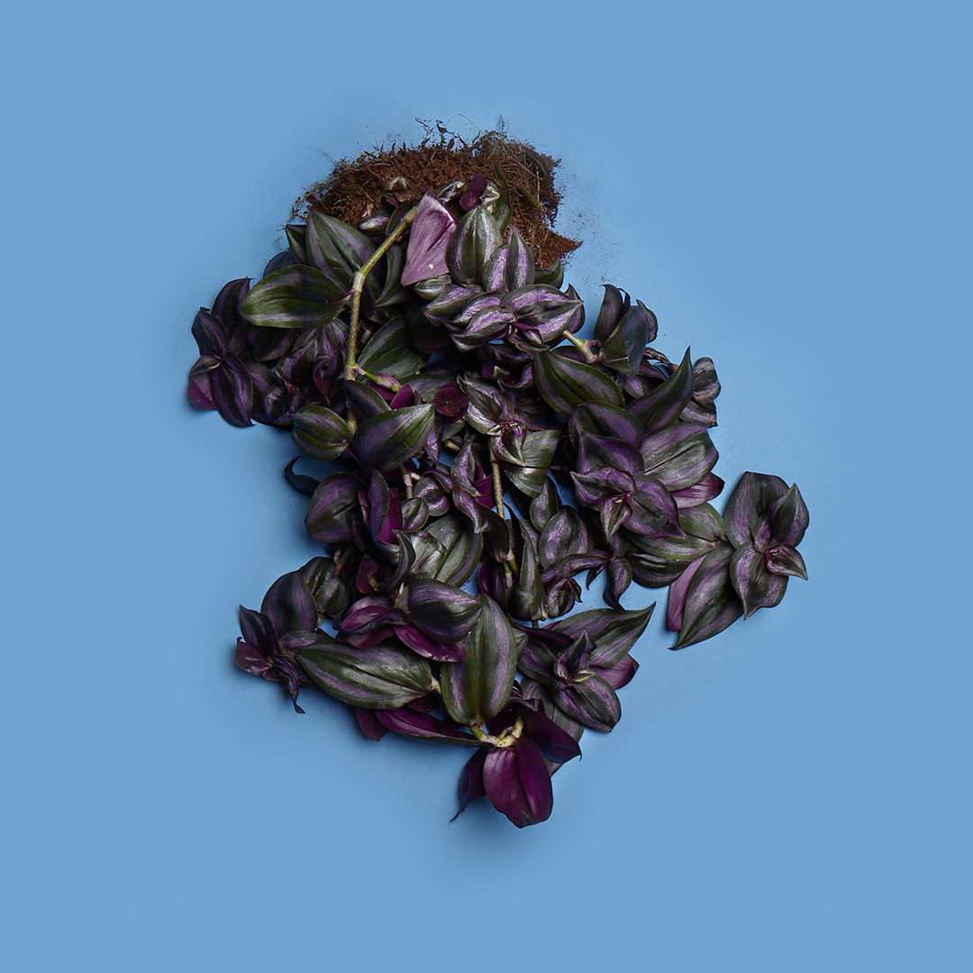 05_Tradescantia_Zebrina