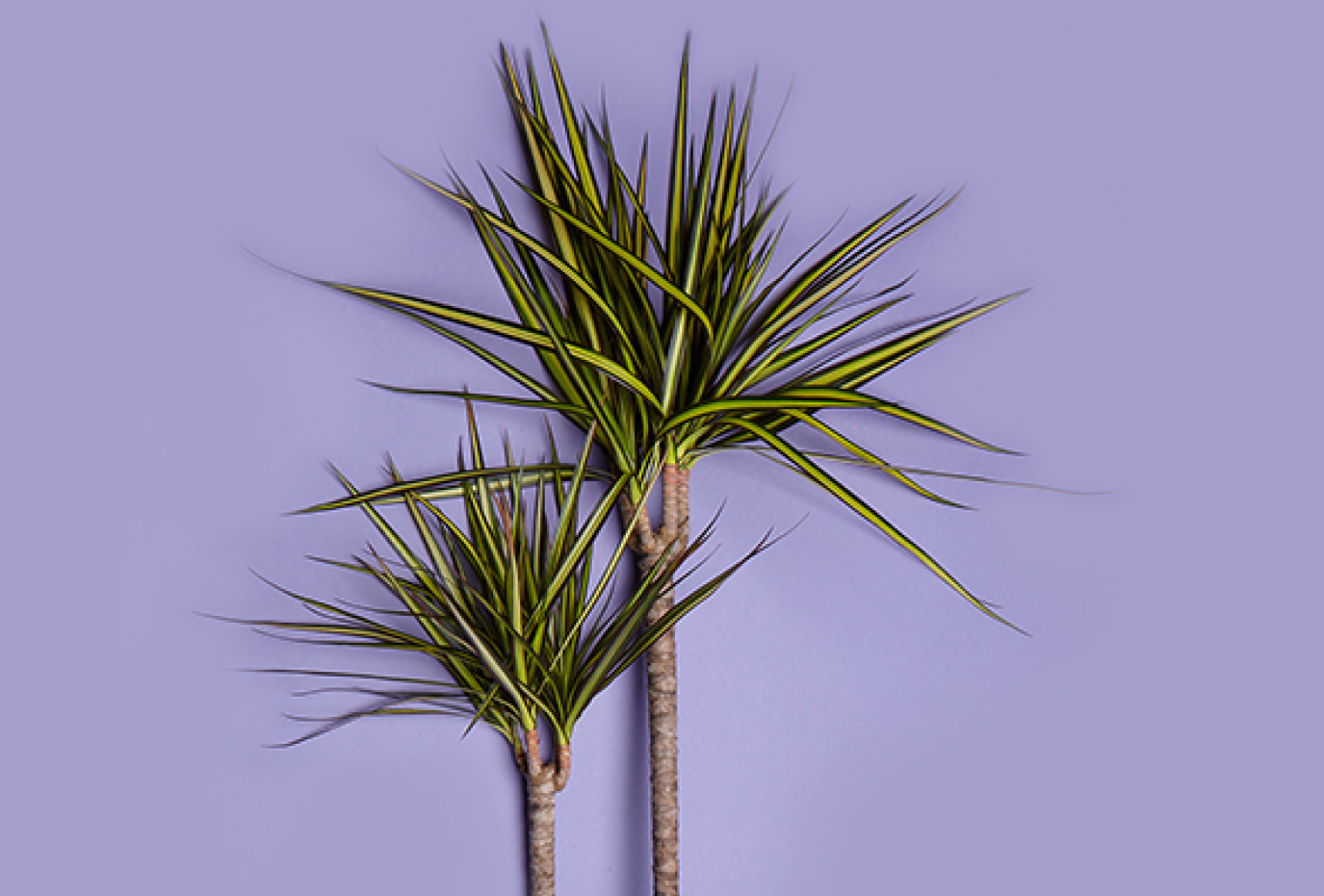 dracaena-marginata​-gerandeter-drachenbaum-zimmerpflanze