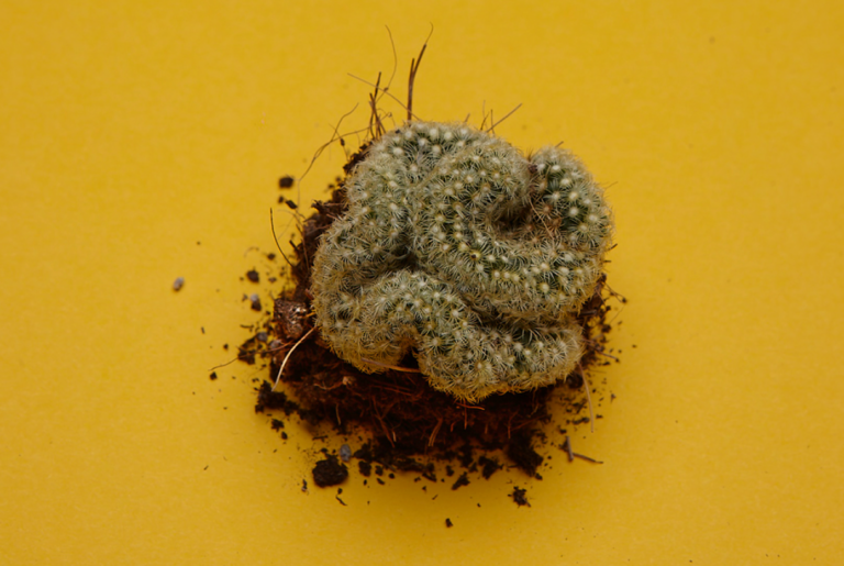 mammillaria-elongata​-cristata-wurzeln