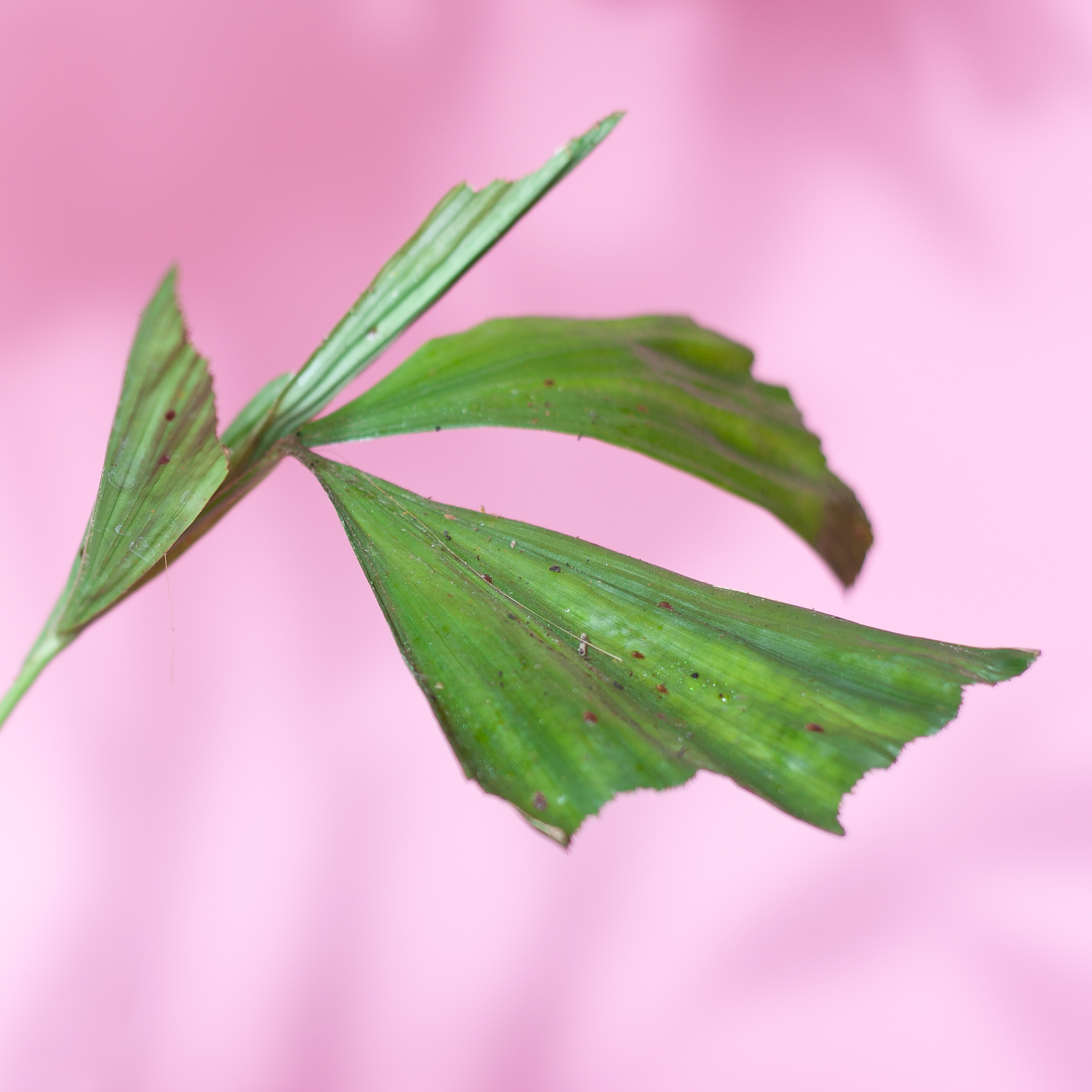 Schädlingsbekämpfung-Schildläuse-Erkennen