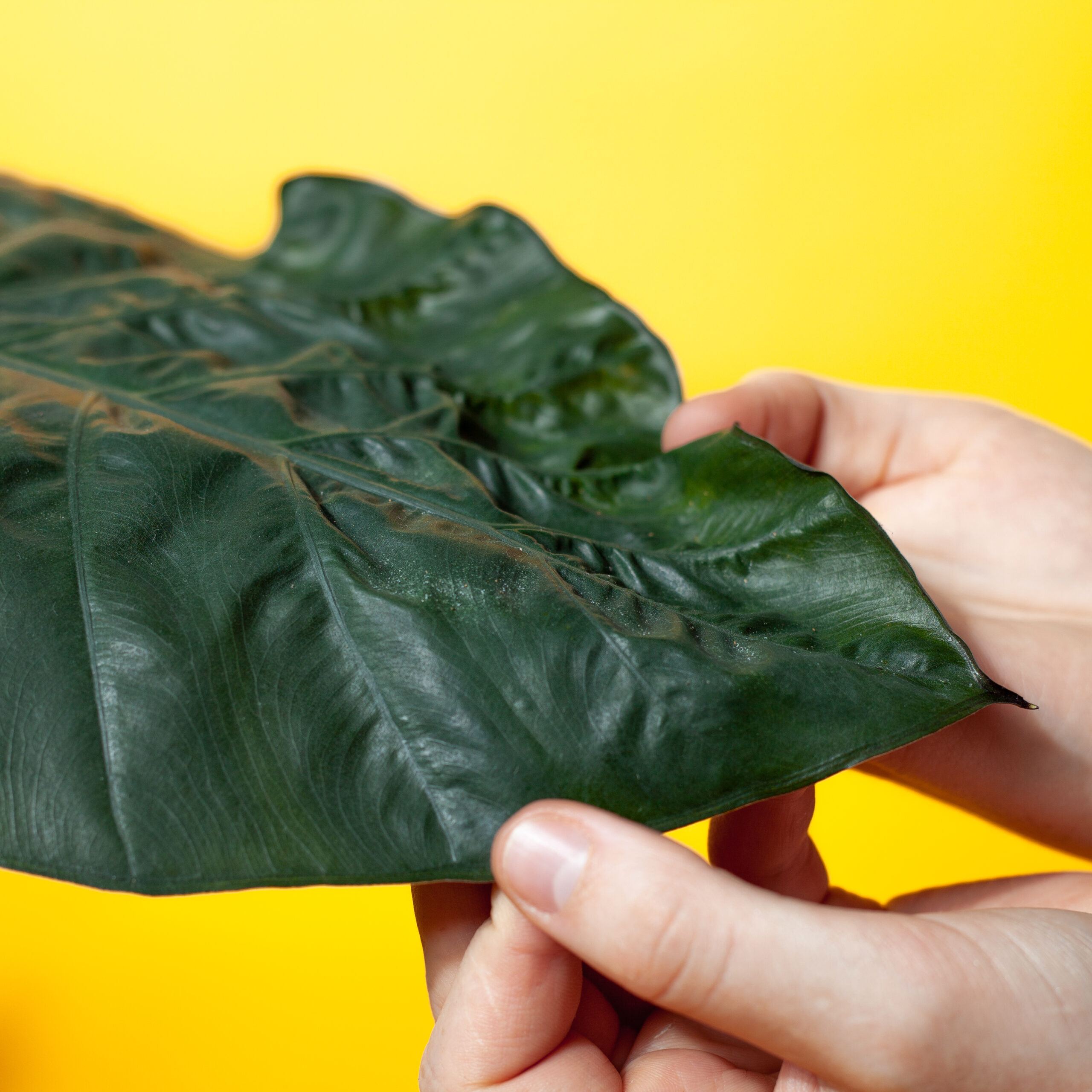 Schädlingsbekämpfung-Spinnenmilben-Erkennen