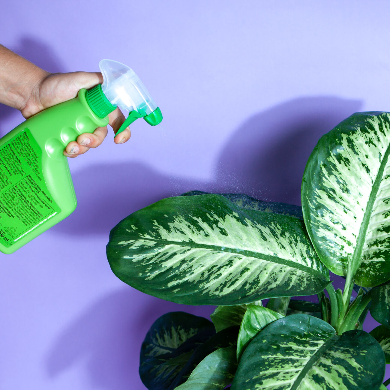 Wollläuse-Schädlingsbekämpfung-Tutorail-Chemiespray