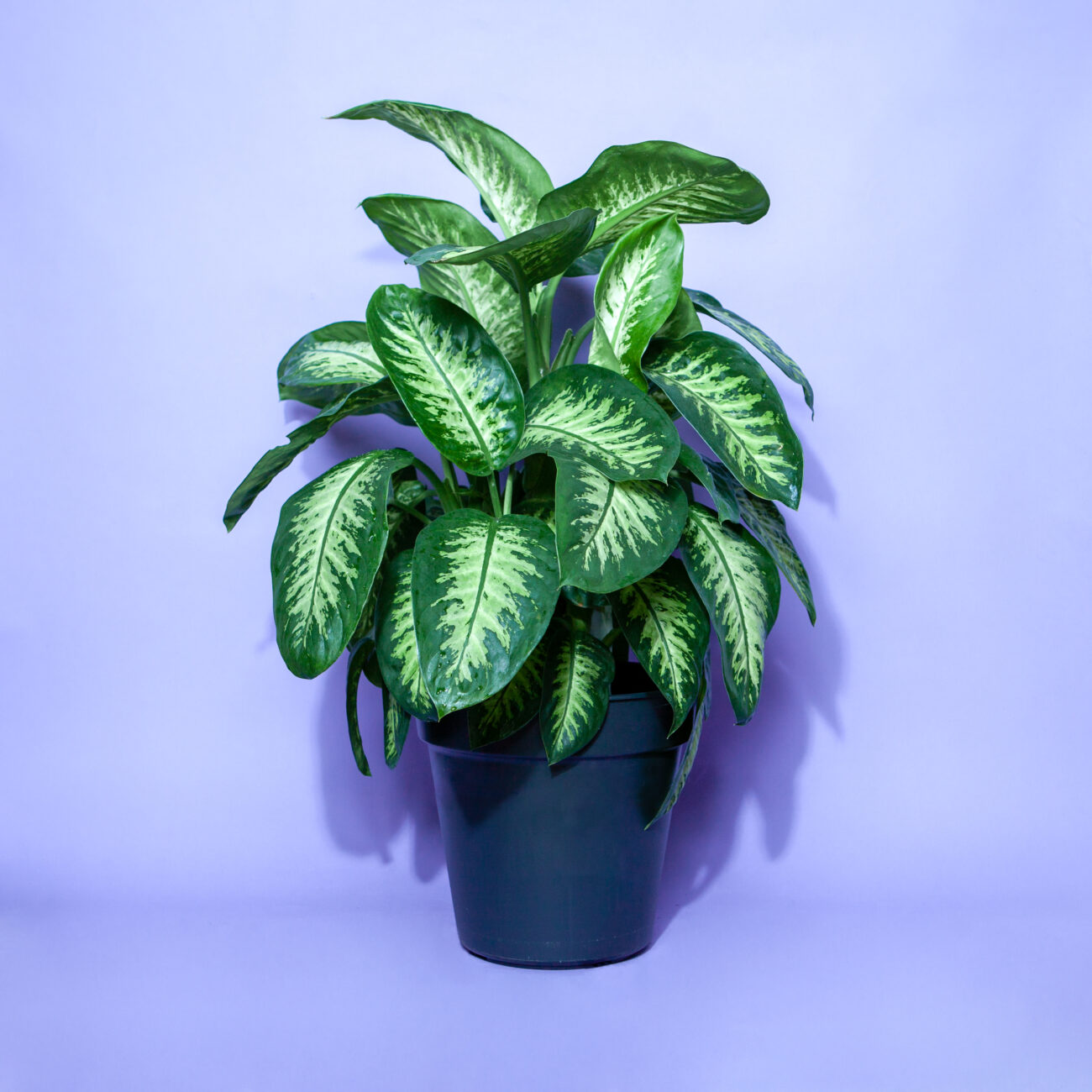 Wollläuse-Schädlingsbekämpfung-Tutorail