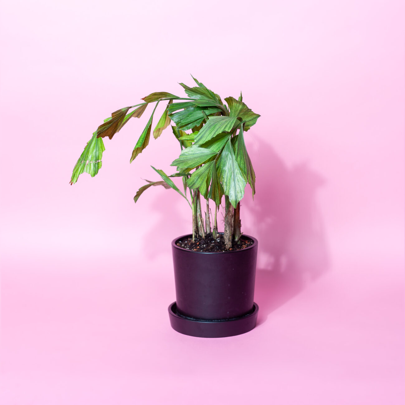 Schädlingsbekämpfung-Schildläuse-Erkennen