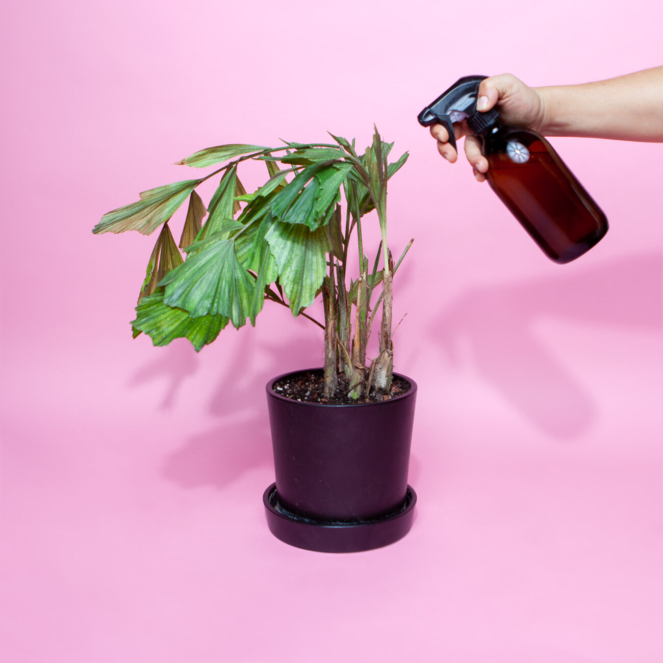 Schädlingsbekämpfung-Schildläuse-Neemöl-Kokosöl-Sprühflasche