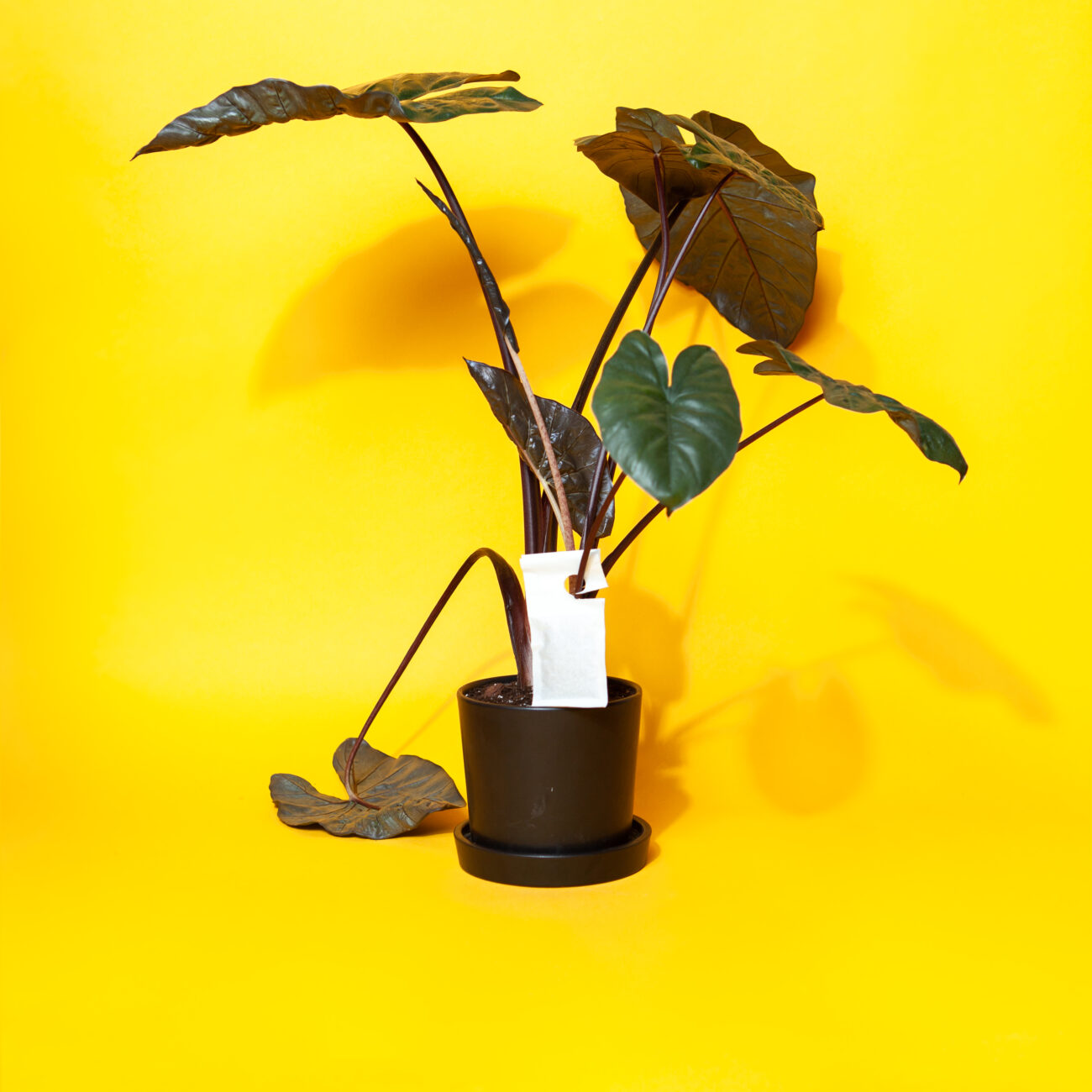 Schädlingsbekämpfung-Spinnenmilben-Nützlinge-Raummilben