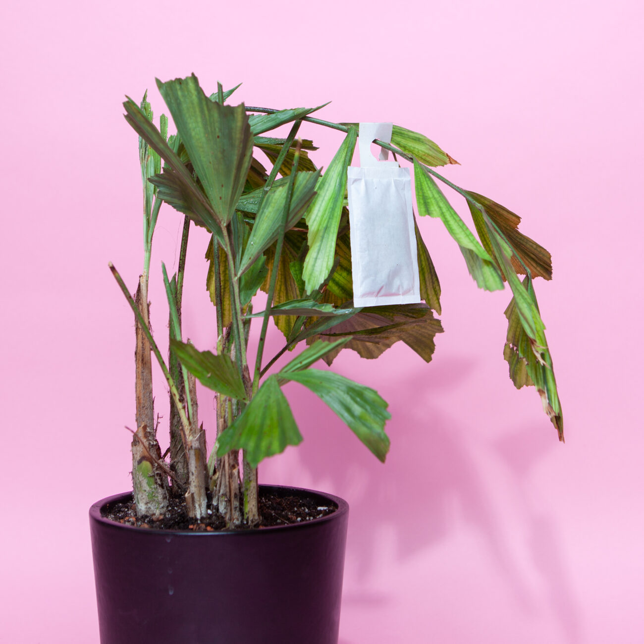 Schädlingsbekämpfung-Schildläuse-Nützlinge