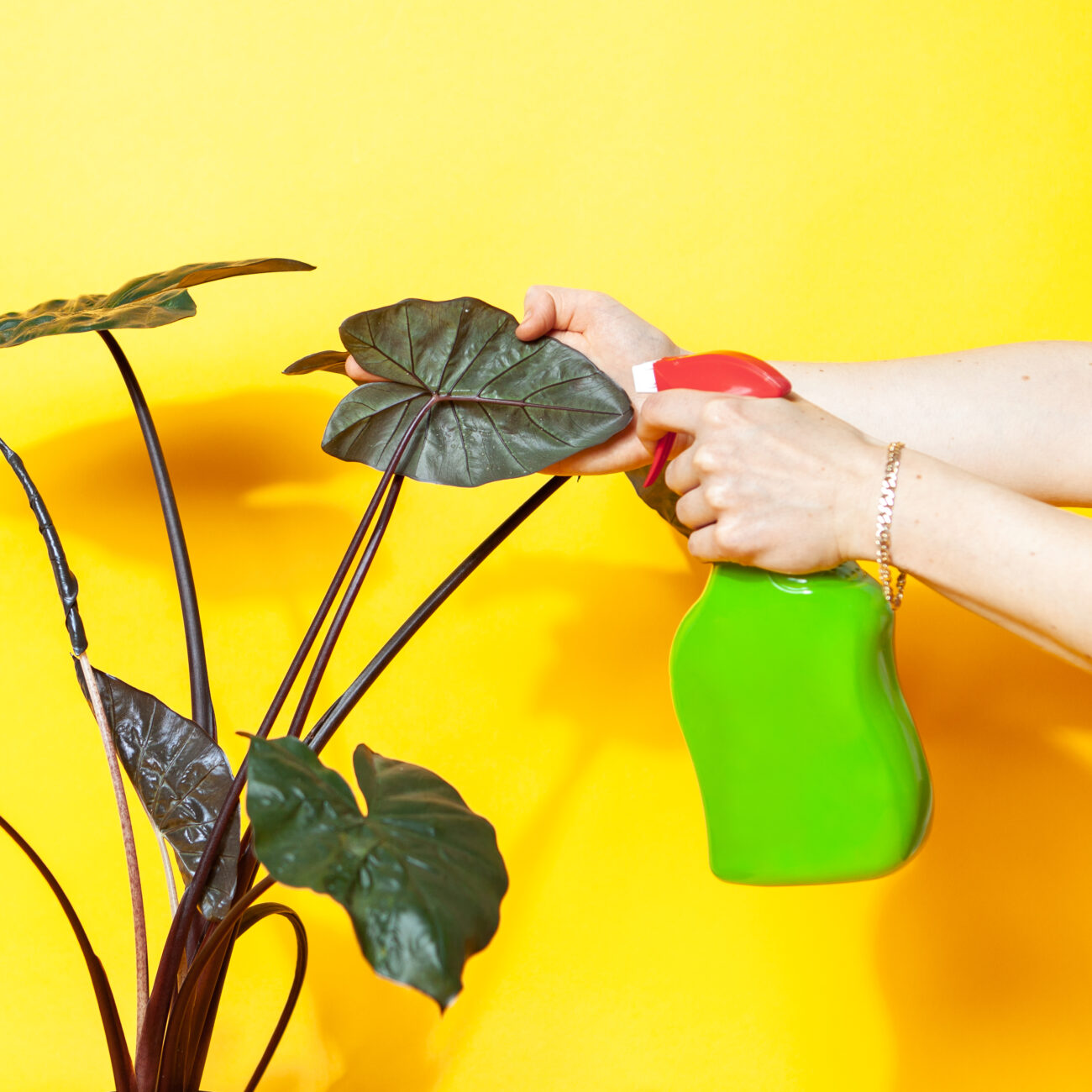 Schädlingsbekämpfung-Spinnenmilben-Pflanzeschutzspray