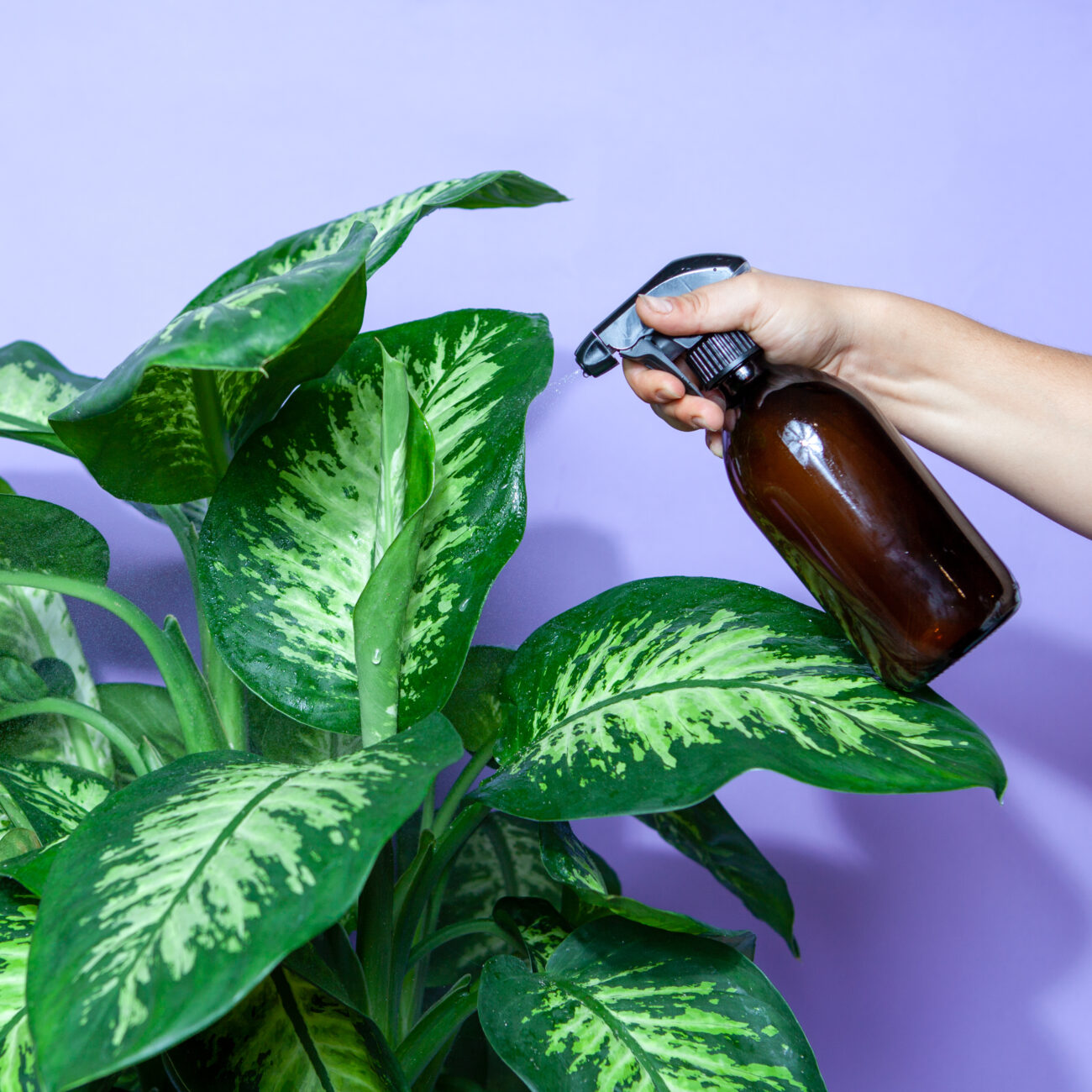 Wollläuse-Schädlingsbekämpfung-Tutorail-Sprühflasche