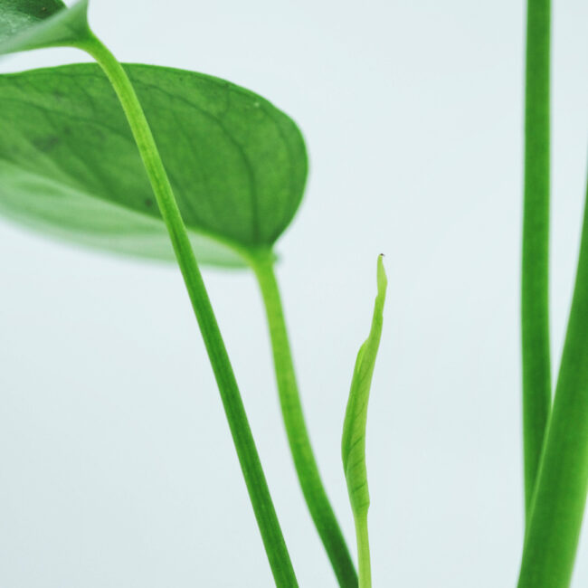 feey-Y7dprObypCU-unsplash-1x