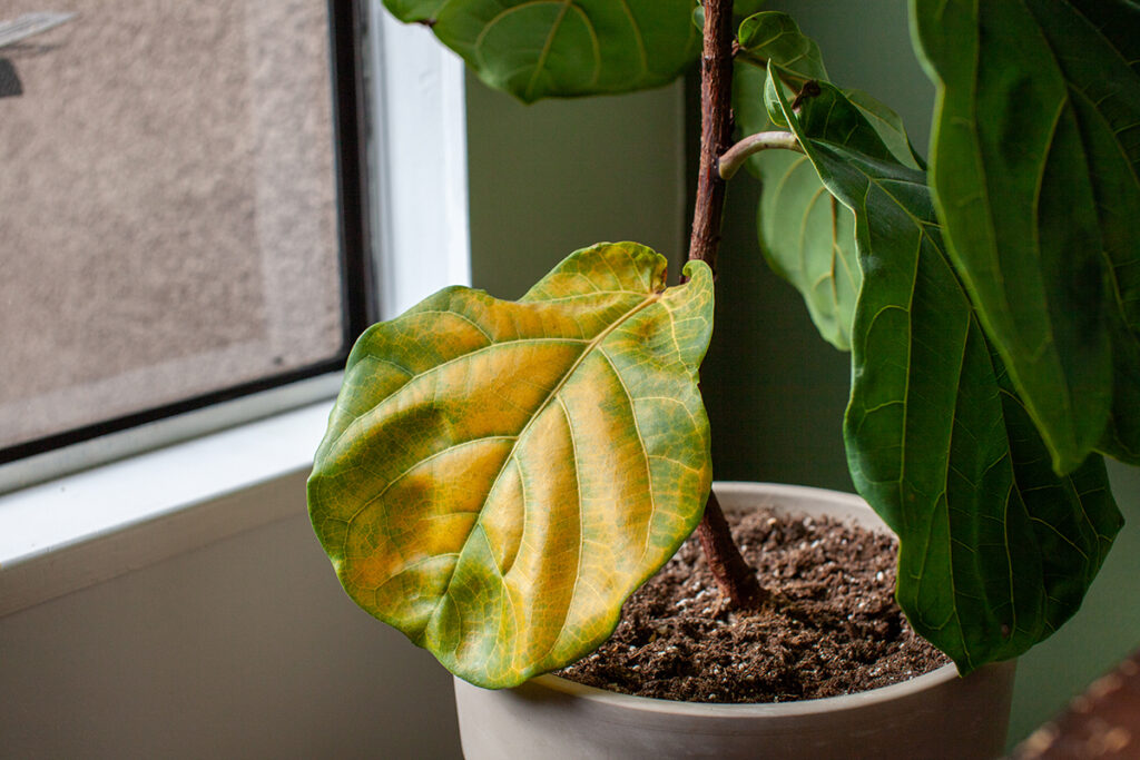 Leaf discoloration in Ficus lyrata as a result of low light