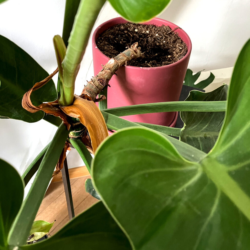 One-sided growth in Philodendron erubescens due to lack of light