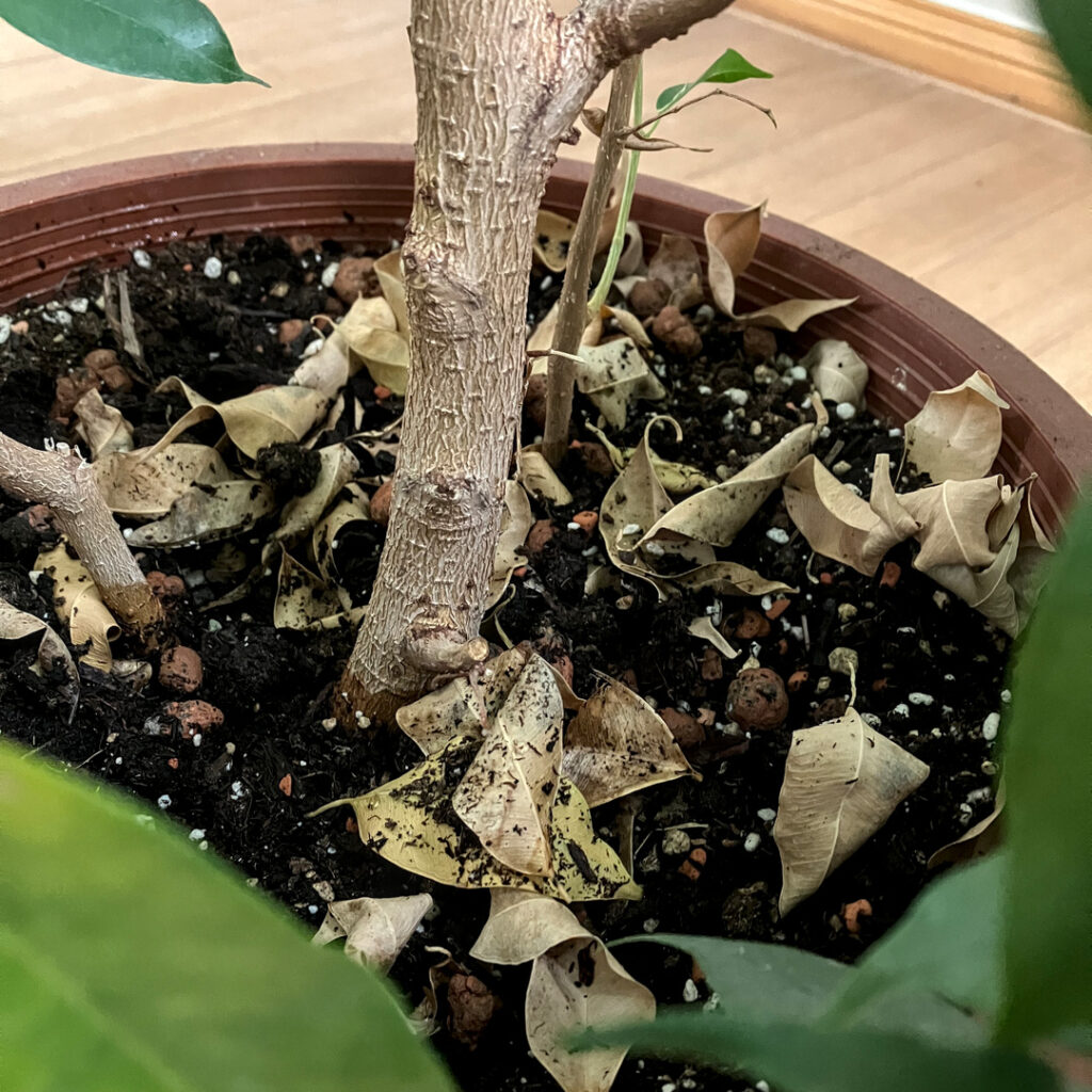 Sudden leaf fall on Ficus benjamina due to light deficiency