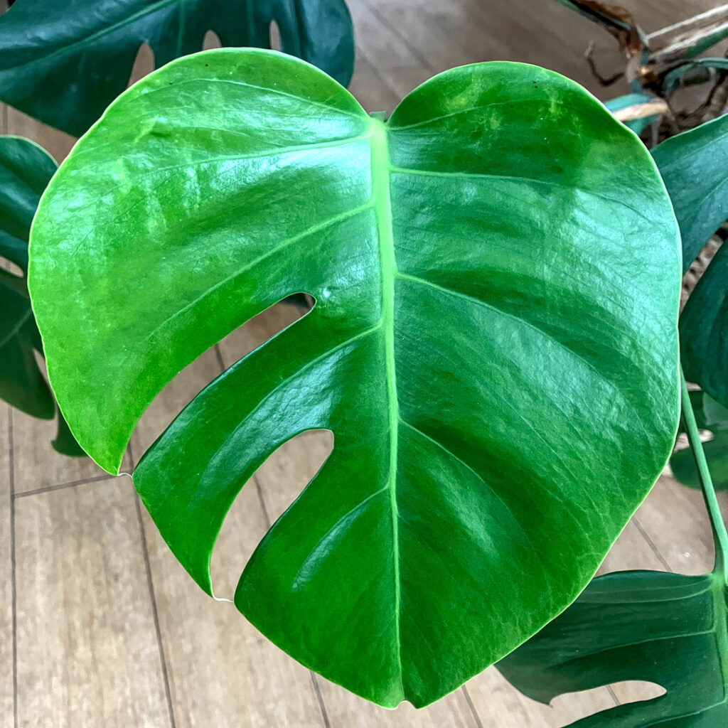 Lack of leaf structure on one half of the monstera leaf due to lack of light