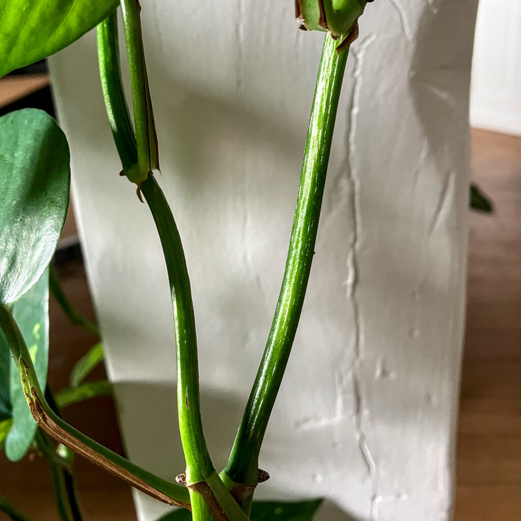 Large nodal spacing in Epipremnum aureum due to low light