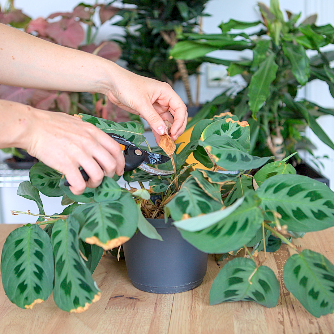 Calathea Blatt schneiden